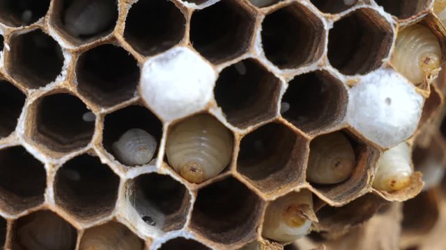 lifestyle paper a wasp nest and the larvae inside the individual cells. hornet larvae big huge nest slow motion video