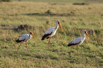 Cigogne birds in the african savannah.