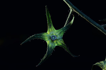 Stella verde, Pomodoro Pachino