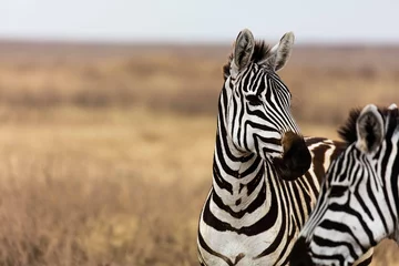 Tuinposter Zebra profiel van een zebra op grasvlakte