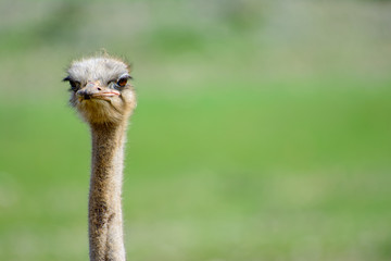 common ostrich (Struthio camelus) funny pic with copy space