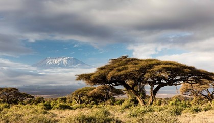 Blick auf den Kilimanjaro am Morgen