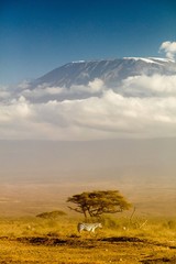 Uitzicht op de Kilimanjaro in de middag