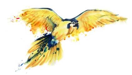 The yellow parrot Ara flies spreading its wide wings. Yellow with a blue parrot. Big parrot. Art watercolor illustration of a tropical bird. Paint splashes on feathers. Hand drawn illustration