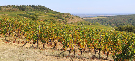 Landscape of France, the Burgundy region: autumn vineyard