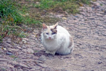 Fototapeta na wymiar one white spotted cat is sitting on the street on a gray road