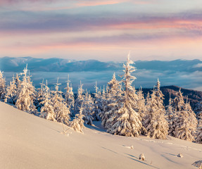 Colorful winter sunrise in Carpathian mountains with snow covered fir trees. Fantastic outdoor...