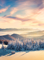 Incredible winter scene of Carpathian mountains with snow covered fir trees. Spectacular outdoor scene of moumtain forest. Beauty of nature concept background.