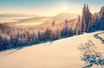 Indrukwekkend winters tafereel van Karpaten met besneeuwde sparren. Spectaculaire openluchtscène van bergbos. Schoonheid van de natuur concept achtergrond.