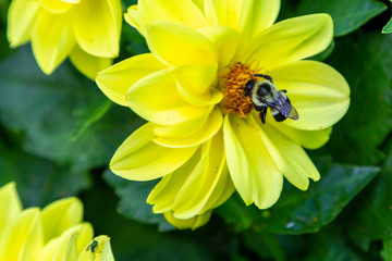 Bee on Yellow