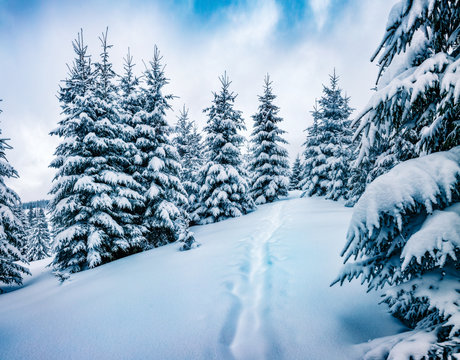 Stunning winter morning in mountain foresty with snow covered fir trees. Wonderful outdoor scene, Happy New Year celebration concept. Beauty of nature concept background. © Andrew Mayovskyy