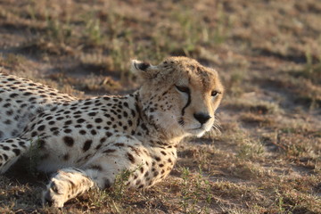 Cheetah face closeup.