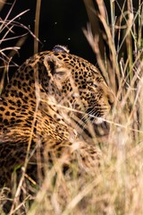 Fototapeta premium A leopard in the bush