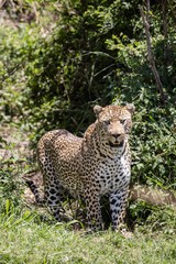A male leopard in the bush