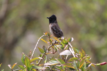 Red Vented Bulbul bird sitting on the tree