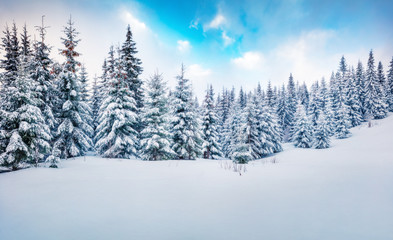 Cold winter morning in mountain forest with snow covered fir trees. Amazing outdoor scene of Carpathian mountains. Beauty of nature concept background.