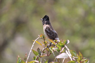 Red Vented Bulbul bird sitting on the tree