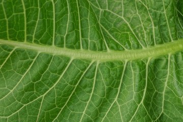 green  texture from a piece of a large horseradish  leaf