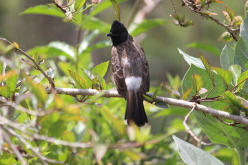 Red Vented Bulbul bird sitting on the tree