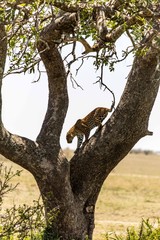 Fototapeta na wymiar A female leopard on the tree