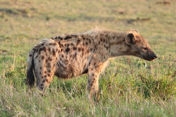 Spotted hyena in the savannah, Masai Mara National Park, Kenya.