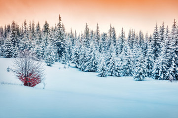 Great winter sunrise in Carpathian mountains with snow covered fir trees. Incredible morning scene of mountain forest. Beauty of nature concept background.