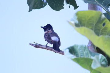 Red Vented Bulbul bird sitting on the tree