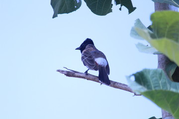 Red Vented Bulbul bird sitting on the tree