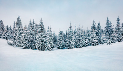 Cold winter morning in mountain foresty with snow covered fir trees. Retro srtyle outdoor scene of Carpathian mountains. Beauty of nature concept background.