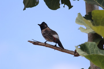 Red Vented Bulbul bird sitting on the tree