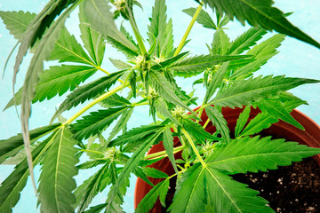 Flowering female cannabis with trichomes, a close-up shot of a potted plant, growing marijuana at home