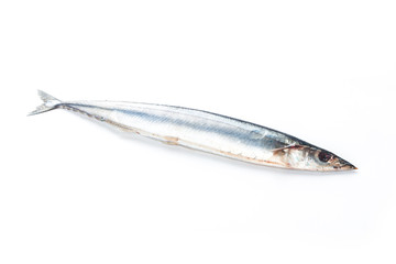 Saury fish on white background