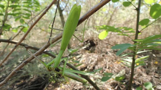 European mantis (Mantis religiosa)- large predatory insects. Their prey may be large insects and even small lizards. This mantis eats acrida.