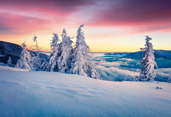 Impressive winter sunrise in Carpathian mountains with snow covered fir trees. Colorful morning scene of mountains hills covered by fog. Beauty of nature concept background.