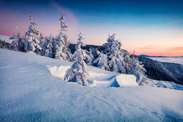 Dramatic winter sunrise in Carpathian mountains with snow covered fir trees. Fantastic morning scene of mountains hills covered by fog. Beauty of nature concept background.