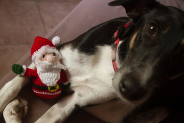 black and white mongrel dog on the sofa embracing the Santa Claus puppet