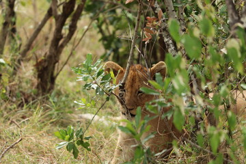 Naklejka na ściany i meble Lion cub hiding behind a bush in the african savannah.
