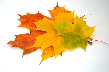 Então vou considerar grade europeia.