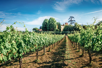 Fototapeta na wymiar Sunny morning scene in vineyard in Tuscany. Splendid spring view of the Italian countryside, Siena location, Italy, Europe. Beauty of countryside concept background.