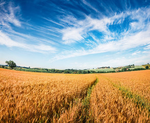 Picturesque Tuscan view with field of wheat, Italy, Europe. Colorful summer scene of Italian countryside. Traveling concept background.