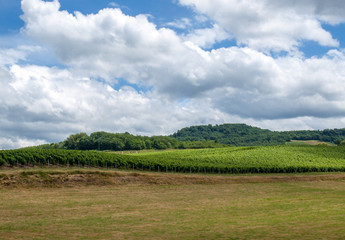 Fototapeta premium France, Jura, Arbois, vineyard landscape in the commune of Pupillin, famous terroir of the Jura wine