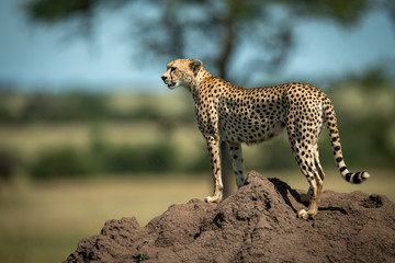 Cheetah stands on termite mound in profile