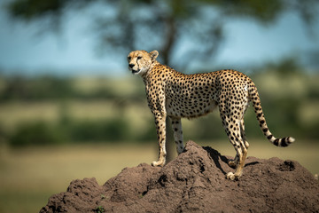 Cheetah stands on termite mound looking left