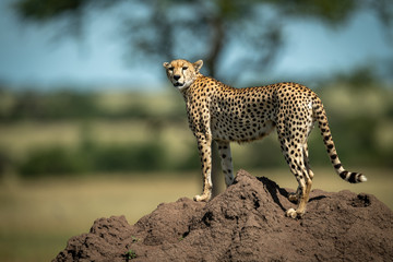 Cheetah stands on termite mound turning head