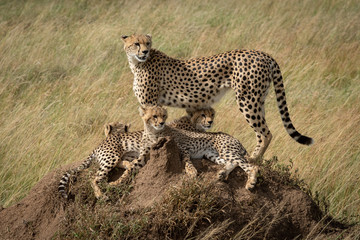 Cheetah stands on termite mound with family