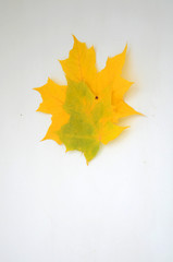 autumn background. Colorful maple leaves on a white background
