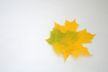 autumn background. Colorful maple leaves on a white background