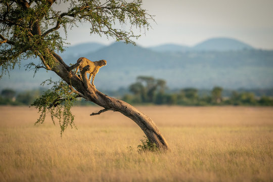 Fototapeta Cheetah stands on twisted tree in grassland