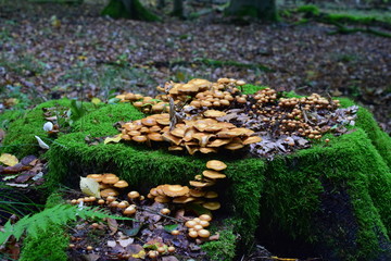 Obraz premium Pilze auf Baumstumpf