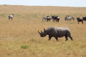Rhino and wildebeests in the african savannah.